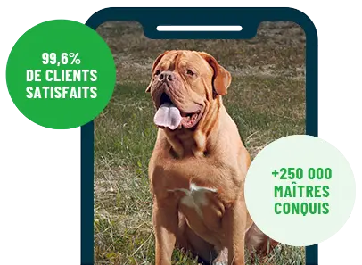 Formation en ligne Esprit Dog Family sur smartphone avec un chien de race Dogue de Bordeaux