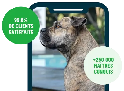 Formation en ligne Esprit Dog Family sur smartphone avec un chien de race Dogue de Majorque
