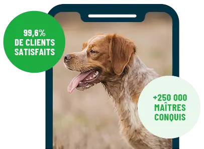 Formation en ligne Esprit Dog Family sur smartphone avec un chien de race Epagneul Breton