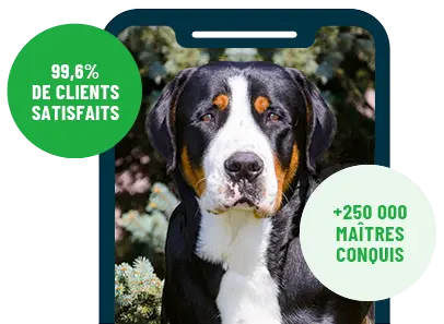Formation en ligne Esprit Dog Family sur smartphone avec un chien de race Grand Bouvier Suisse