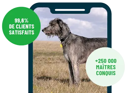 Formation en ligne Esprit Dog Family sur smartphone avec un chien de race Irish Wolfhound