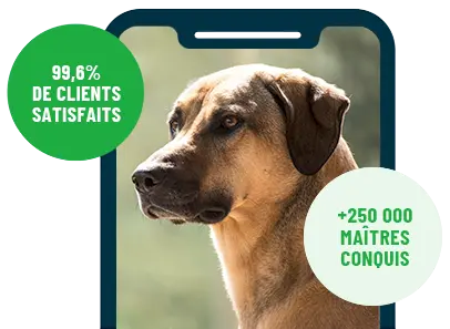 Formation en ligne Esprit Dog Family sur smartphone avec un chien de race Kangal