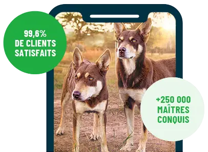 Formation en ligne Esprit Dog Family sur smartphone avec deux chiens de race Kelpie