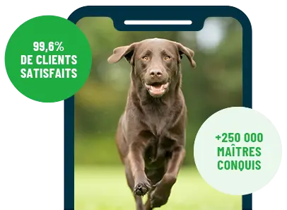 Formation en ligne Esprit Dog Family sur smartphone avec un chien de race Labrador qui court