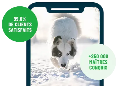 Formation en ligne Esprit Dog Family sur smartphone avec un chien de race Laika de Iakoutie