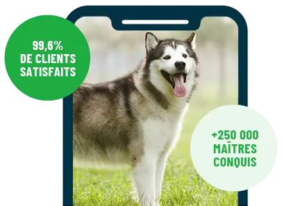 Formation en ligne Esprit Dog Family sur smartphone avec un chien de race Malamute d'Alaska