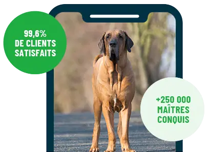 Formation en ligne Esprit Dog Family sur smartphone avec un chien de race Mastiff
