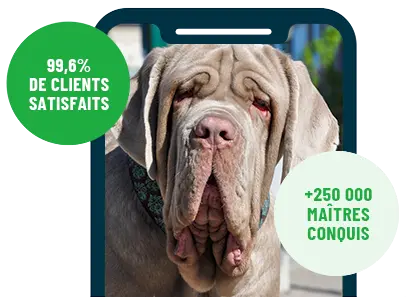 Formation en ligne Esprit Dog Family sur smartphone avec un chien de race Matin de Naples