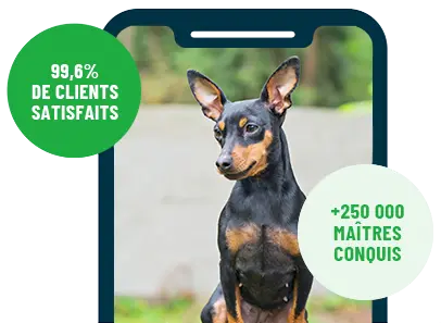 Formation en ligne Esprit Dog Family sur smartphone avec un chien de race Pinscher Nain