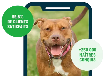 Formation en ligne Esprit Dog Family sur smartphone avec un chien de race Pitbull