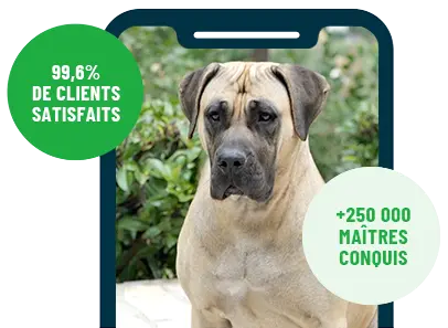 Formation en ligne Esprit Dog Family sur smartphone avec un chien de race Presa Canario
