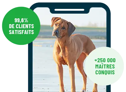 Formation en ligne Esprit Dog Family sur smartphone avec un chien de race Rhodesian Ridgeback