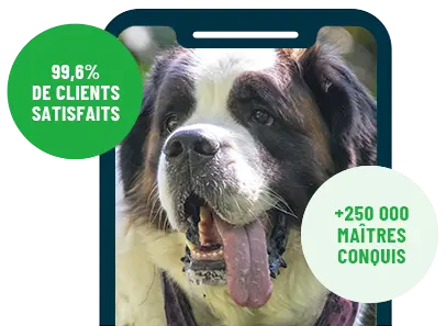 Formation en ligne Esprit Dog Family sur smartphone avec un chien de race Saint Bernard
