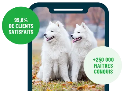Formation en ligne Esprit Dog Family sur smartphone avec deux chiens de race Samoyede