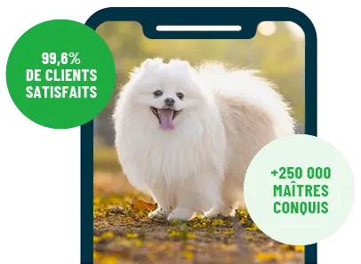 Formation en ligne Esprit Dog Family sur smartphone avec un chien de race Spitz Japonais