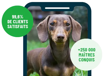 Formation en ligne Esprit Dog Family sur smartphone avec un chien de race Teckel