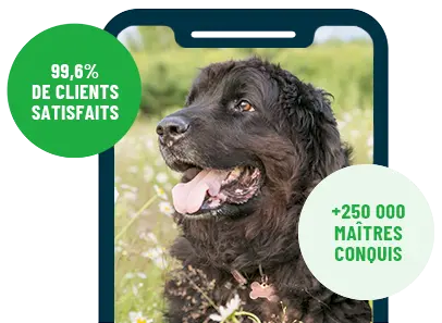 Formation en ligne Esprit Dog Family sur smartphone avec un chien de race Terre Neuve
