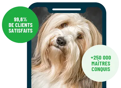 Formation en ligne Esprit Dog Family sur smartphone avec un chien de race Terrier Tibétain