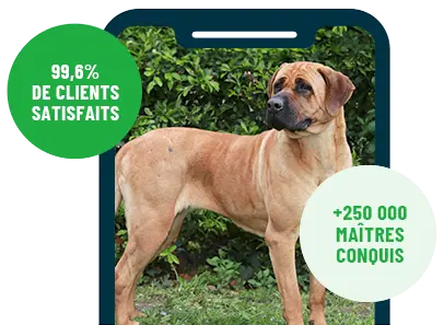 Formation en ligne Esprit Dog Family sur smartphone avec un chien de race Tosa Inu dans un jardin