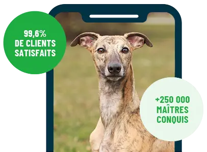 Formation en ligne Esprit Dog Family sur smartphone avec un chien de race Whippet