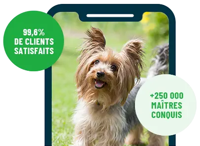 Formation en ligne Esprit Dog Family sur smartphone avec un chien de race Yorkshire Terrier
