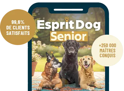 Formation en ligne Esprit Dog Senior sur smartphone avec des chiens seniors de race Malinois, Labrador et Golden dans un jardin