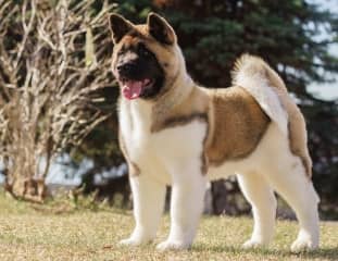 Un chien de race Akita Américain debout dans un parc au soleil