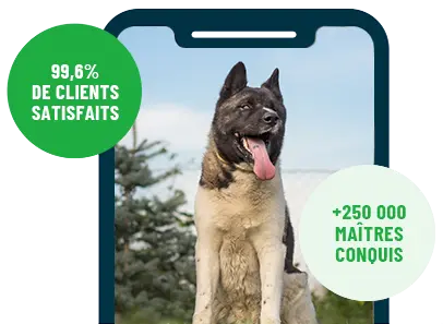 Formation en ligne Esprit Dog Family sur smartphone avec un chien de race Akita Américain