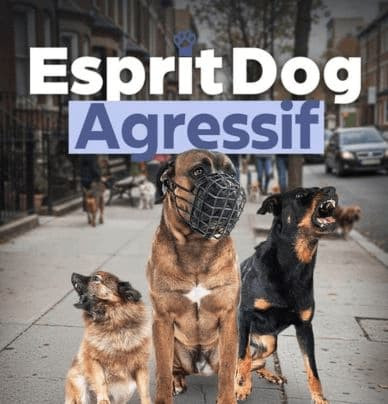 Esprit Dog Chien Agressif