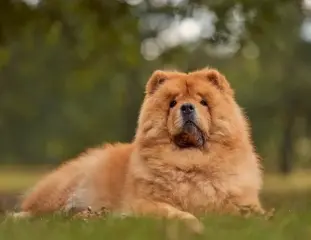 Un chien de race Chow-chow couché dans l'herbe dans un pré