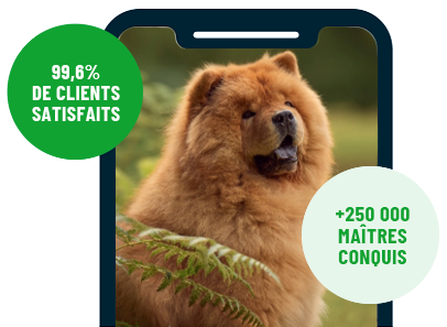Formation en ligne Esprit Dog Family sur smartphone avec un chien de race Chow-chow