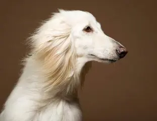 Un chien de race Lévrier Afghan de couleur blanche assis devant un fond uni marron