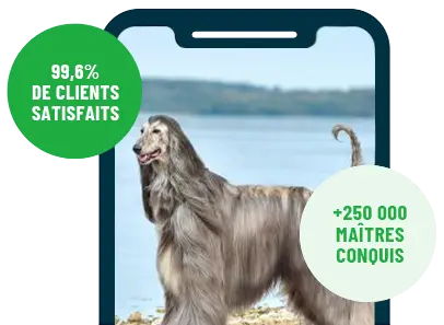 Formation en ligne Esprit Dog Family sur smartphone avec un chien de race Lévrier Afghan