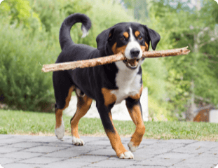 Un chien de race Bouvier de l'Entlebuch qui joue avec un bâton dans un jardin