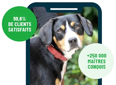 Formation en ligne Esprit Dog Family sur smartphone avec un chien de race Bouvier de l'Entlebuch