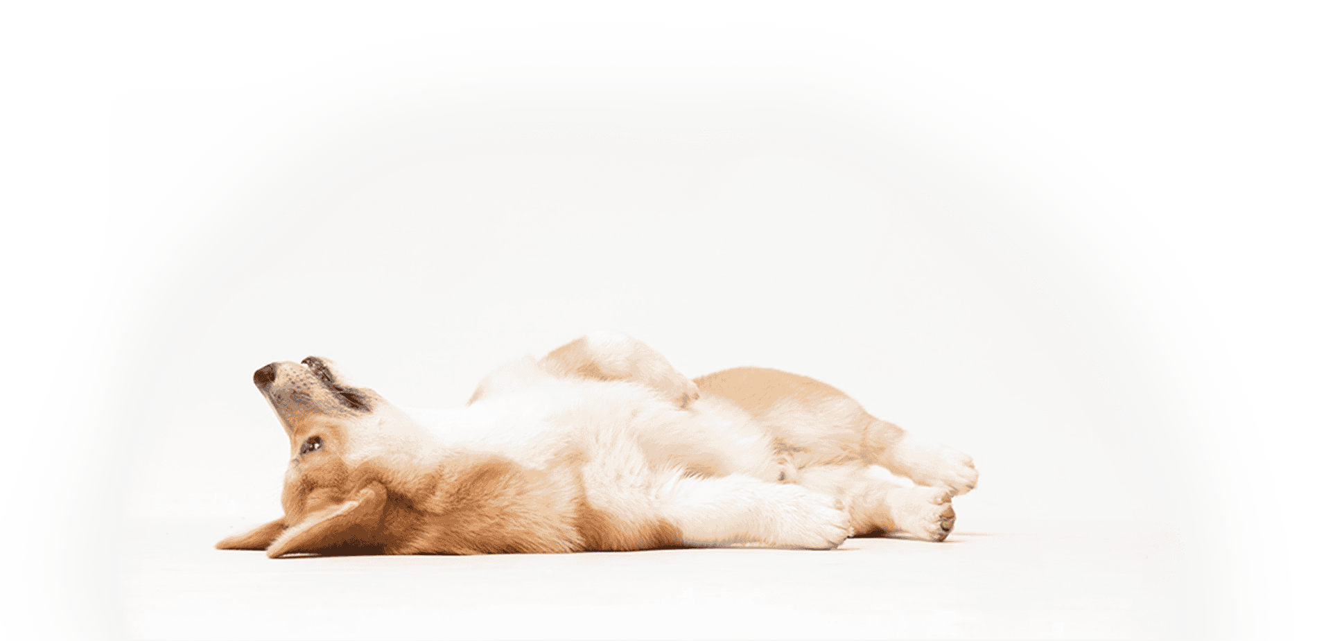 Devenez facilement l'éducateur canin de votre chien avec Esprit Dog