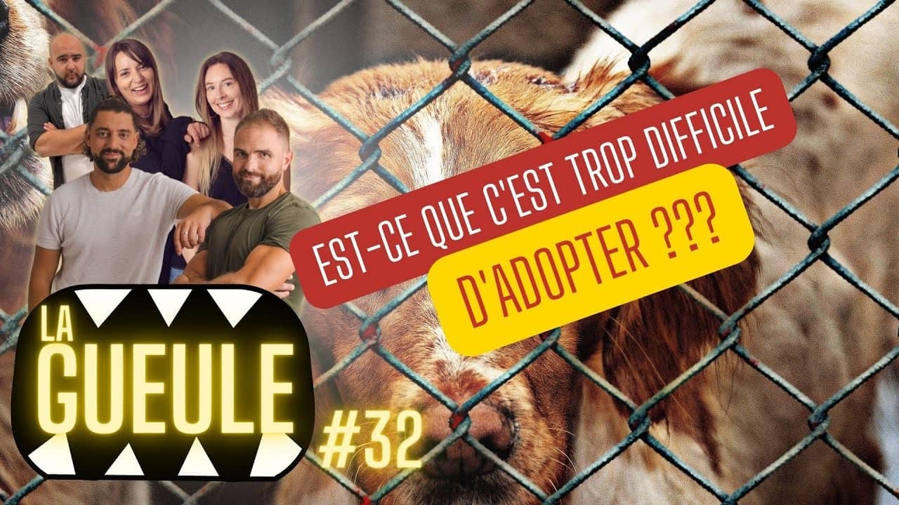 Émission 'La Gueule #32' sur : trop dur d'adopter en refuge ?