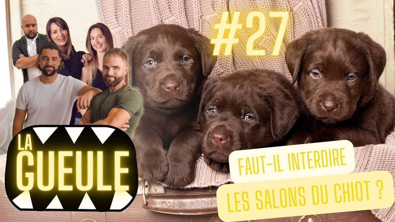 Émission "La Gueule #27" sur : faut-il interdire les salons du chiot?