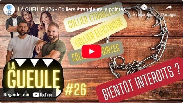 Émission "La Gueule #26" sur : les colliers étrangleurs, la stérilisation, les gros chiens, l'éducation.