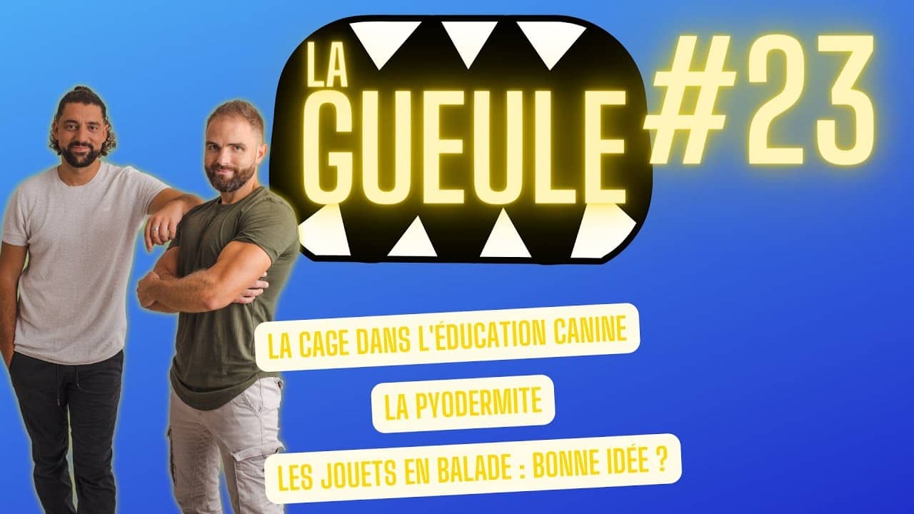 Émission 'La Gueule #23' sur : la cage dans l'éducation canine, la pyodermite