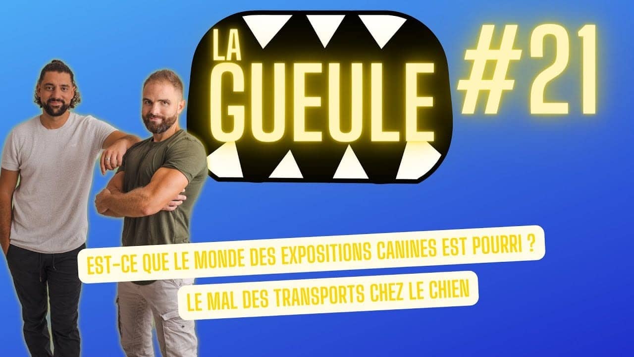 Émission 'La Gueule #21' sur : les expositions canines, le mal des transports chez le chien