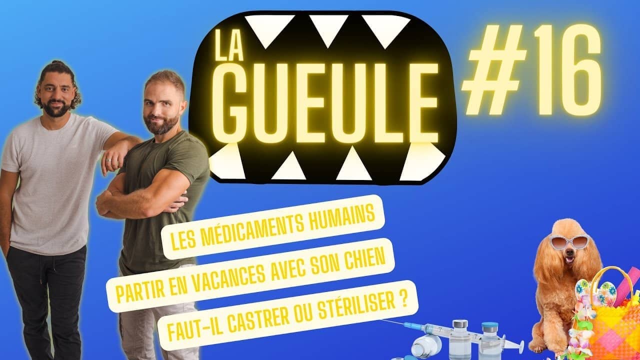 Émission 'La Gueule #16' sur : les cacances avec son chien, la castration et la stérilisation, les médicaments humains