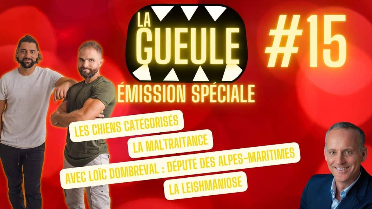 Émission 'La Gueule #14' sur : la maltraitance, les chiens catégorisés avec Loïc Dombreval, la leishmaniose