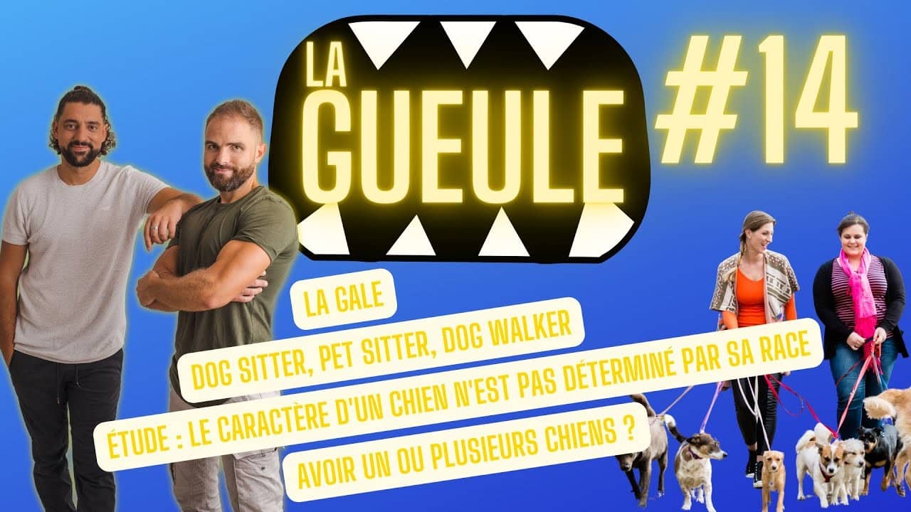 Émission 'La Gueule #14' sur : dog sitter, pet sitter, dog walker, la gale chez le chien