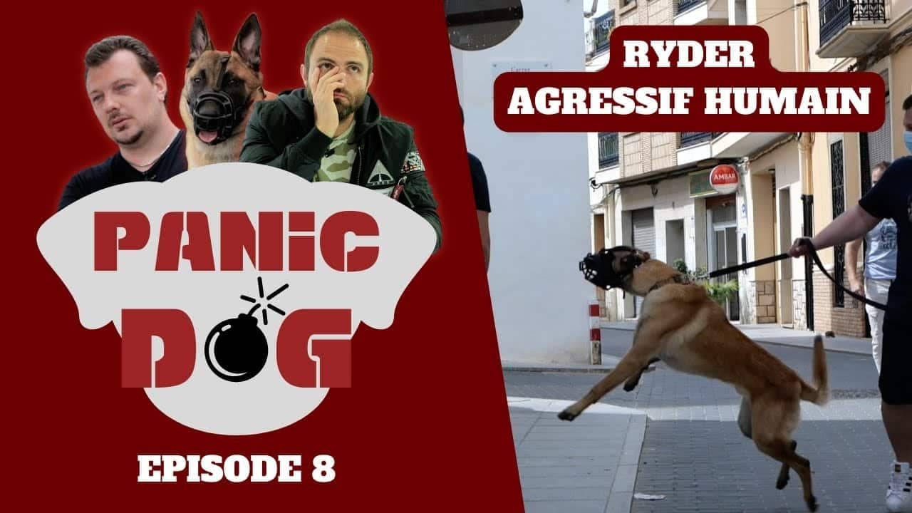 L'éducateur canin Tony Silvestre vient en aide à Rider, Malinois agressif humain