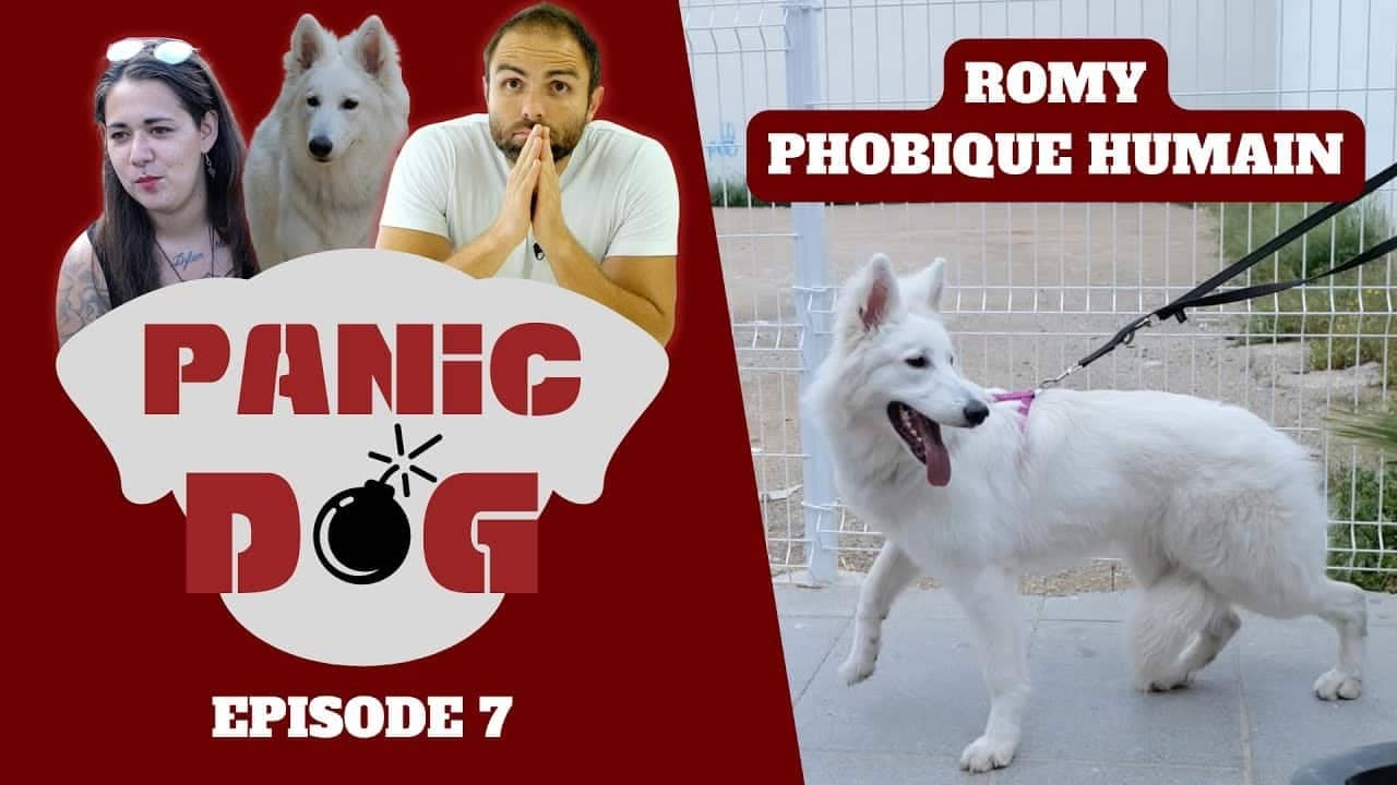 L'éducateur canin Tony Silvestre vient en aide à Romy, une Berger Blanc Suisse phobique humain