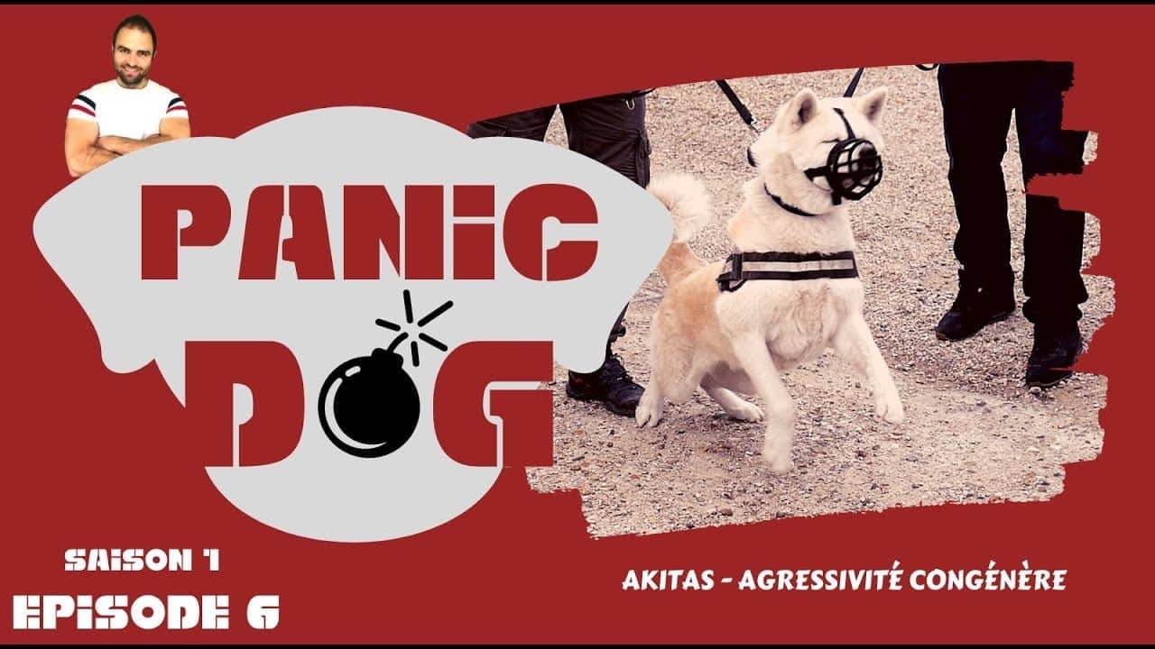 Panic Dog : Akitas agressifs congénères