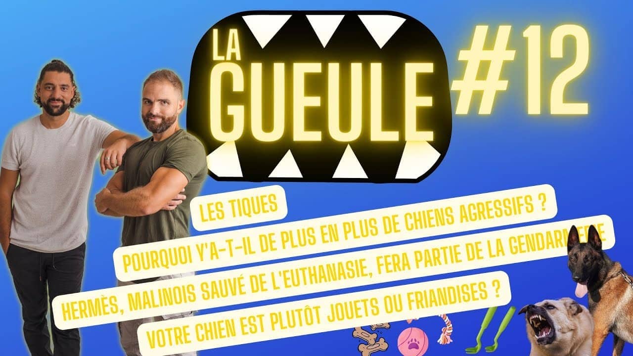 Émission 'La Gueule #12' sur : les chiens agressifs - malinois sauvé de l'euthanasie