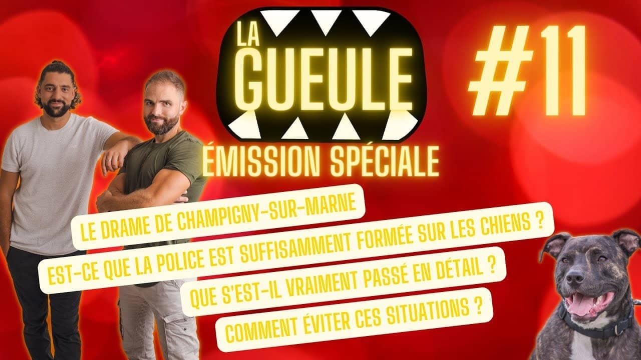 Émission 'La Gueule #11' sur : chien staff abattu - formation de la police