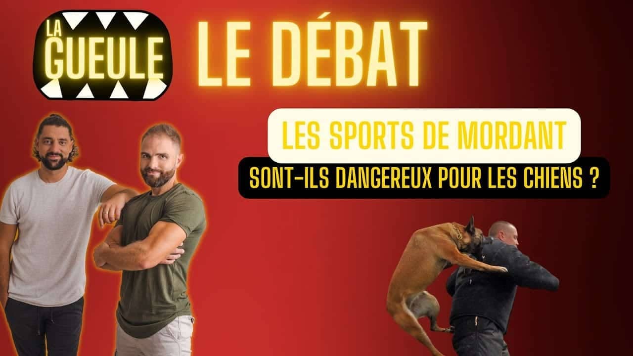 Émission La Gueule : les sports de mordant sont-ils dangereux pour les chiens ?